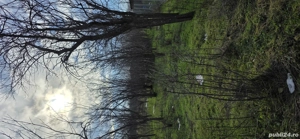 Vanzare gradina cu vita de vie si pomi - imagine 2