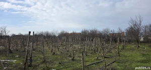 Vanzare gradina cu vita de vie si pomi - imagine 3