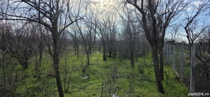 Vanzare gradina cu vita de vie si pomi