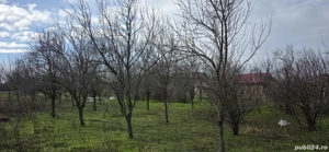 Vanzare gradina cu vita de vie si pomi - imagine 4