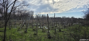 Vanzare gradina cu vita de vie si pomi - imagine 6