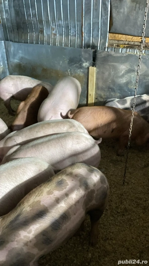 de vanzare purcei  
