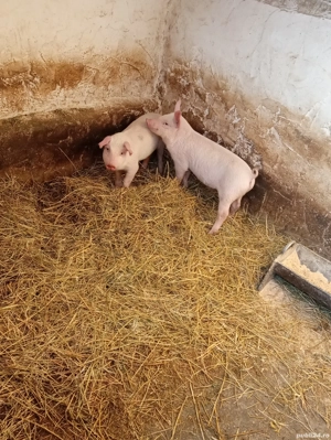 Vand 2 purcei, 500 lei bucata și perechea1000 lei în 10 săptămâni doar la numar de telefon   - imagine 4