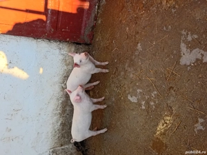 Vand 2 purcei, 500 lei bucata și perechea1000 lei în 10 săptămâni doar la numar de telefon   - imagine 3