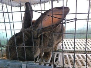 Vând iepuri! - imagine 4