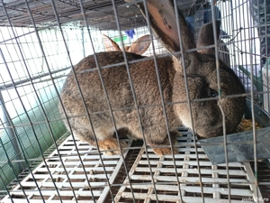 Vând iepuri! - imagine 3