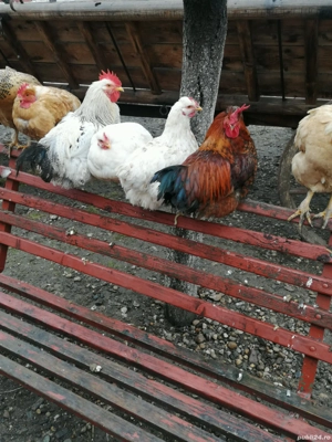 Vând gaini și cocoși tineri crescuti natural