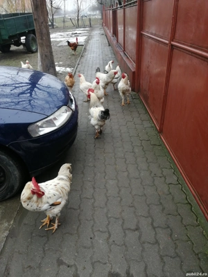 Vând gaini și cocoși tineri crescuti natural - imagine 3