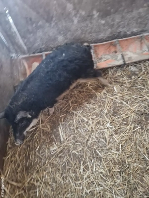 Vănd 2 purcei mangalita  - imagine 2