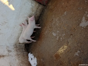 Vand 2 purcei, 500 lei bucata și perechea1000 lei în 10 săptămâni doar la numar de telefon   - imagine 2