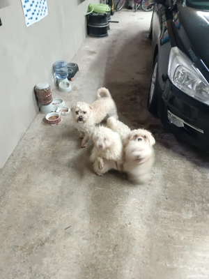 Vând Bishoni Maltezi  - imagine 2