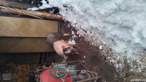 Porci de vanzare  - imagine 2