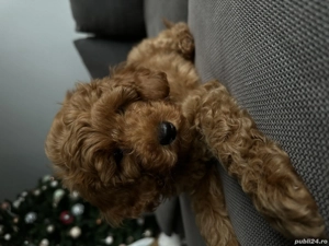 Pudel toy red mascul - imagine 2