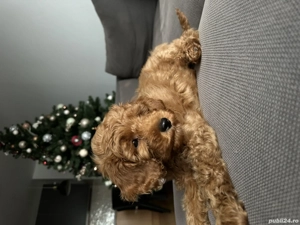 Pudel toy red mascul