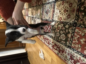 Border Collie Metis - imagine 4