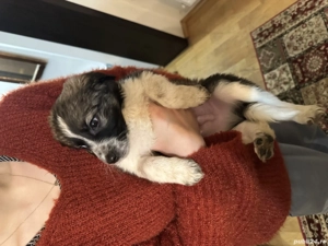 Border Collie Metis - imagine 2