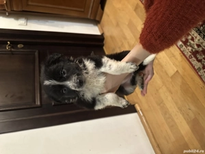 Border Collie Metis - imagine 5