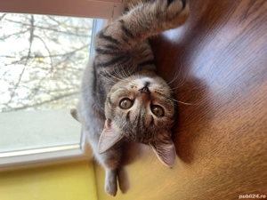 British short hair negociabil 