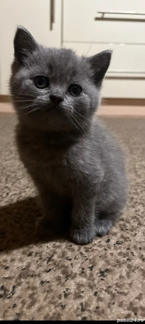 British Shorthair blue!!!