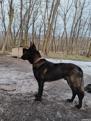 Ciobanesc belgian malinois