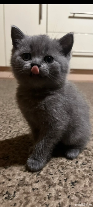 British Shorthair blue!!!