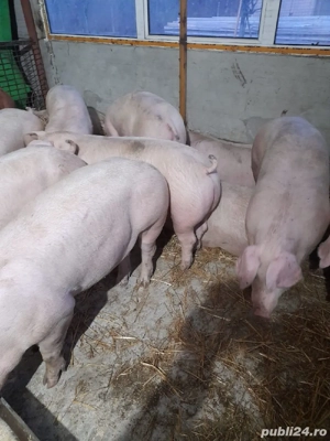 Porci și purcei  - imagine 2