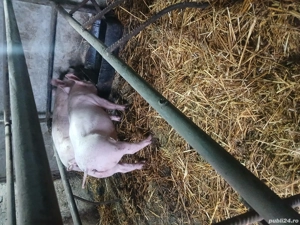 Porci de vînzare  - imagine 2