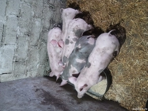 Porci de vînzare  - imagine 5