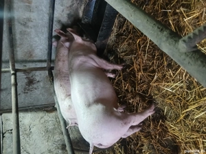 Porci de vînzare 