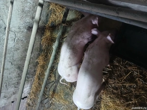 Porci de vînzare  - imagine 3