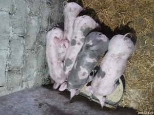 Porci de vînzare  - imagine 4