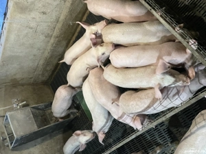 Purcei ,Soldani , scrofite