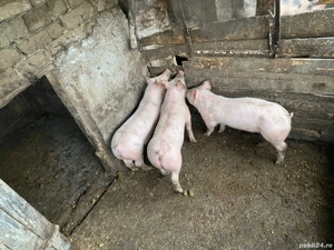 vand purcei de carne  - imagine 3