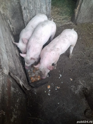 vand purcei de carne 