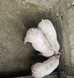 vand purcei de carne  - imagine 2