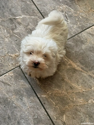 Bichoni mini toy vaccinati si deparazitati