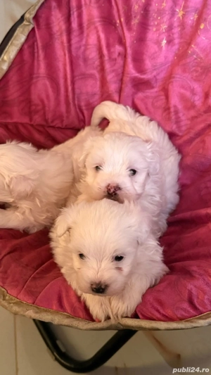 Bichoni mini toy vaccinati si deparazitati - imagine 2