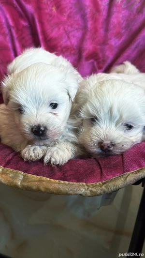 Bichoni mini toy vaccinati si deparazitati - imagine 3