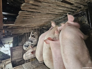 Vand porci crescuți natural 15 lei kg