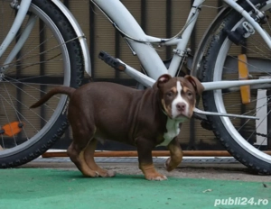 Catei American  Bully