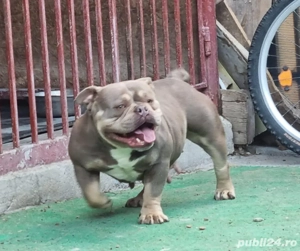 Catei American  Bully - imagine 3