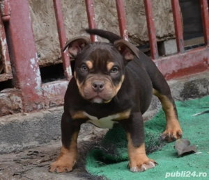 Catei American  Bully - imagine 2