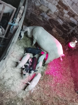 vand scroafa cu 7 purcei de 4 săptămâni mai multe detalii la telefon 