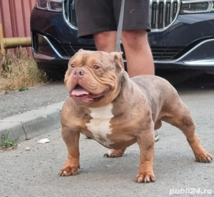 Mascul American Bully - imagine 3