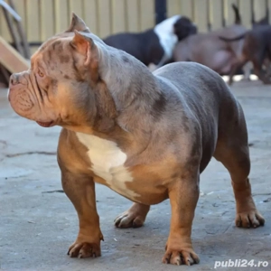 Mascul American Bully - imagine 2
