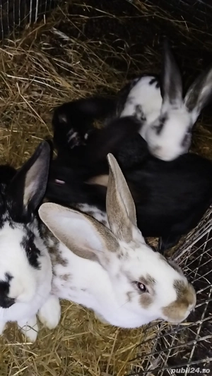 Iepuri.   negociabil - imagine 2