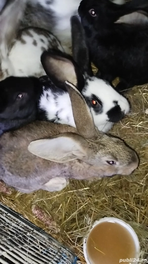 Iepuri.   negociabil - imagine 4