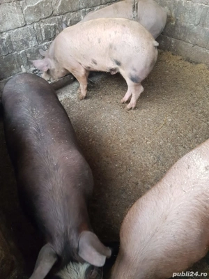Vand Porci 7 Luni Porc Purcei - imagine 4