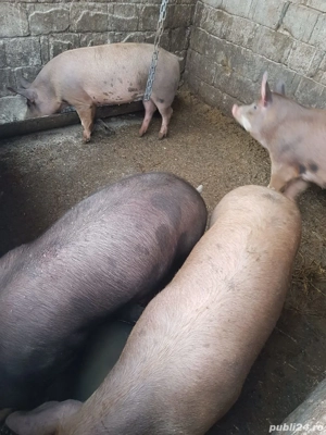 Vand Porci 7 Luni Porc Purcei 