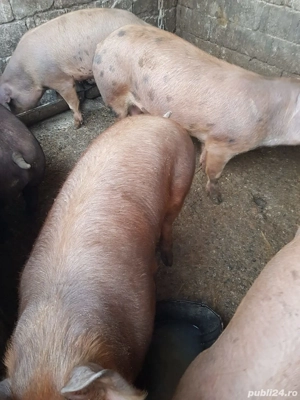 Vand Porci 7 Luni Porc Purcei - imagine 2